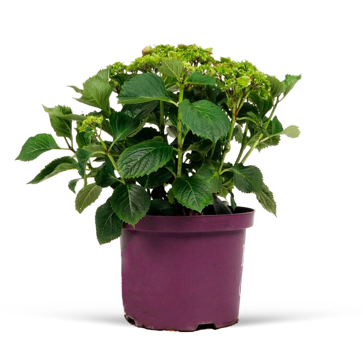 Bigleaf hydrangea Hydrangea macrophylla Red - Hardy plant