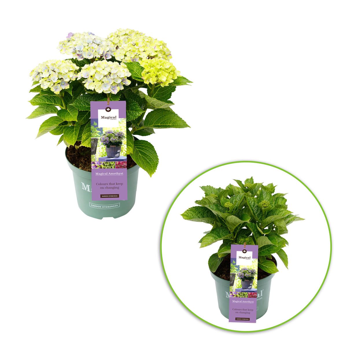 Bigleaf hydrangea Hydrangea 'Jewel' Blue-Purple - Hardy plant