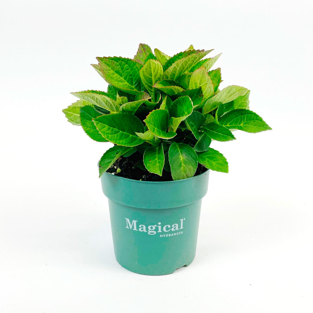 Bigleaf hydrangea Hydrangea 'Noblesse' White-Green - Hardy plant