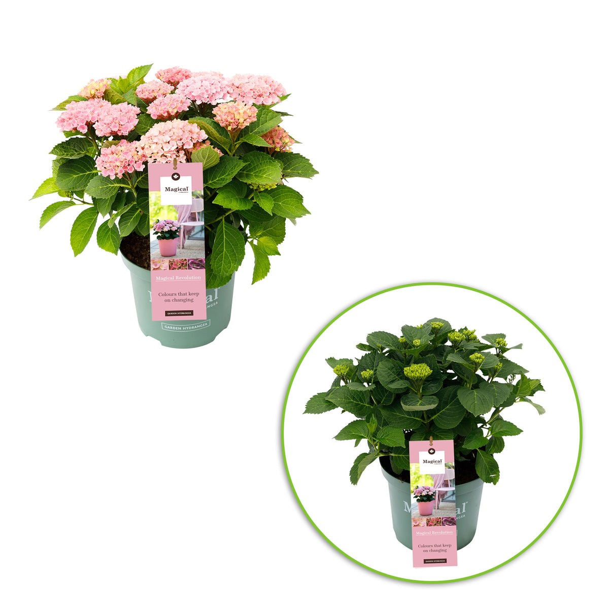Bigleaf hydrangea Hydrangea 'Revolution Pink' Pink-Green - Hardy plant