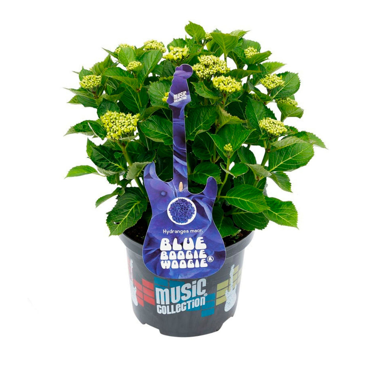 Bigleaf hydrangea Hydrangea 'Blue Boogie Woogie'® Blue - Hardy plant