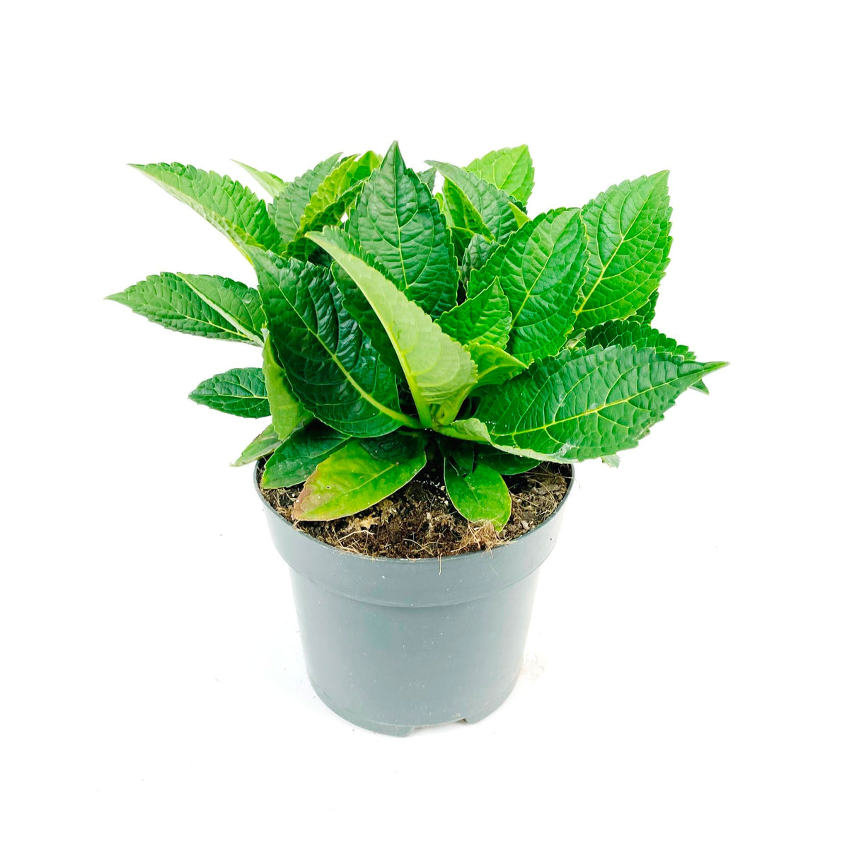 Bigleaf hydrangea Hydrangea macrophylla Red - Hardy plant