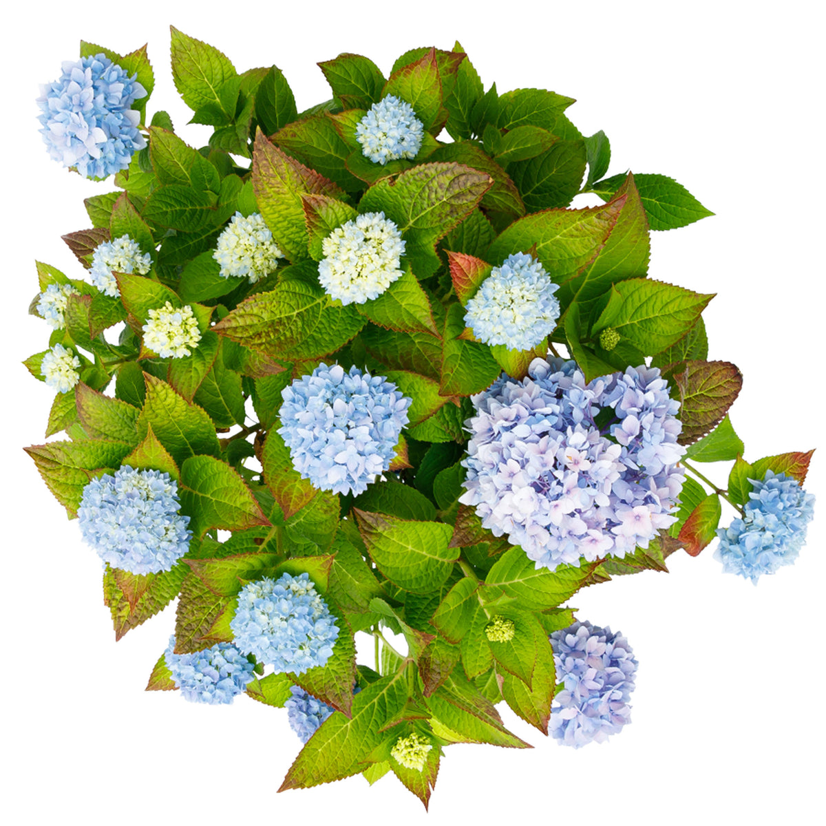 Bigleaf hydrangea Hydrangea 'The Original Blue' Blue - Hardy plant