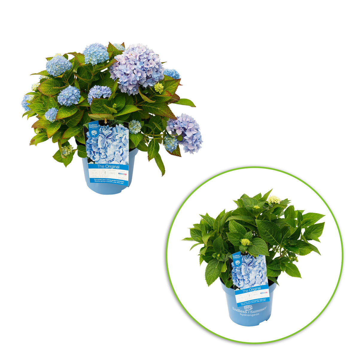 Bigleaf hydrangea Hydrangea 'The Original Blue' Blue - Hardy plant