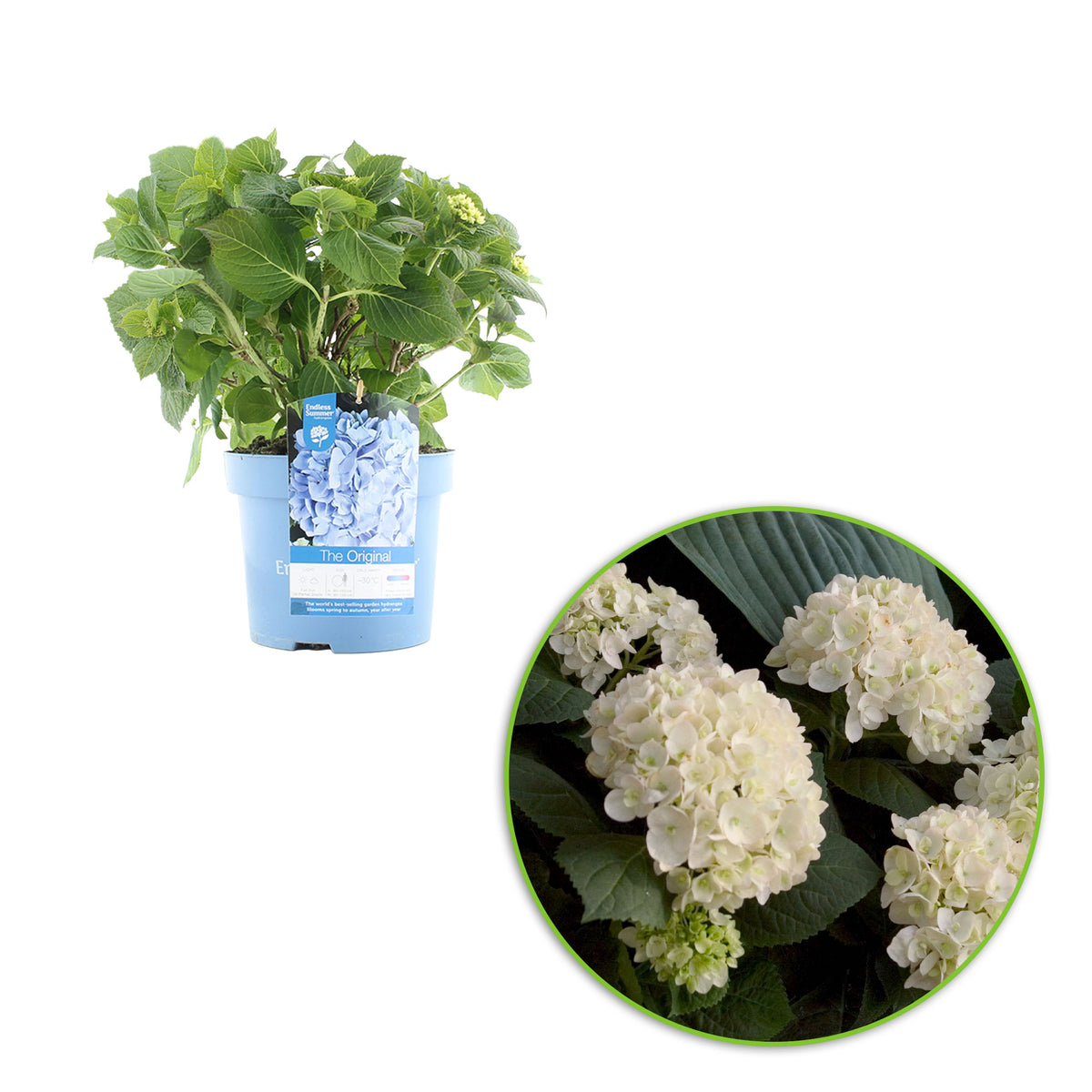 Bigleaf hydrangea Hydrangea 'The Bride' White - Hardy plant