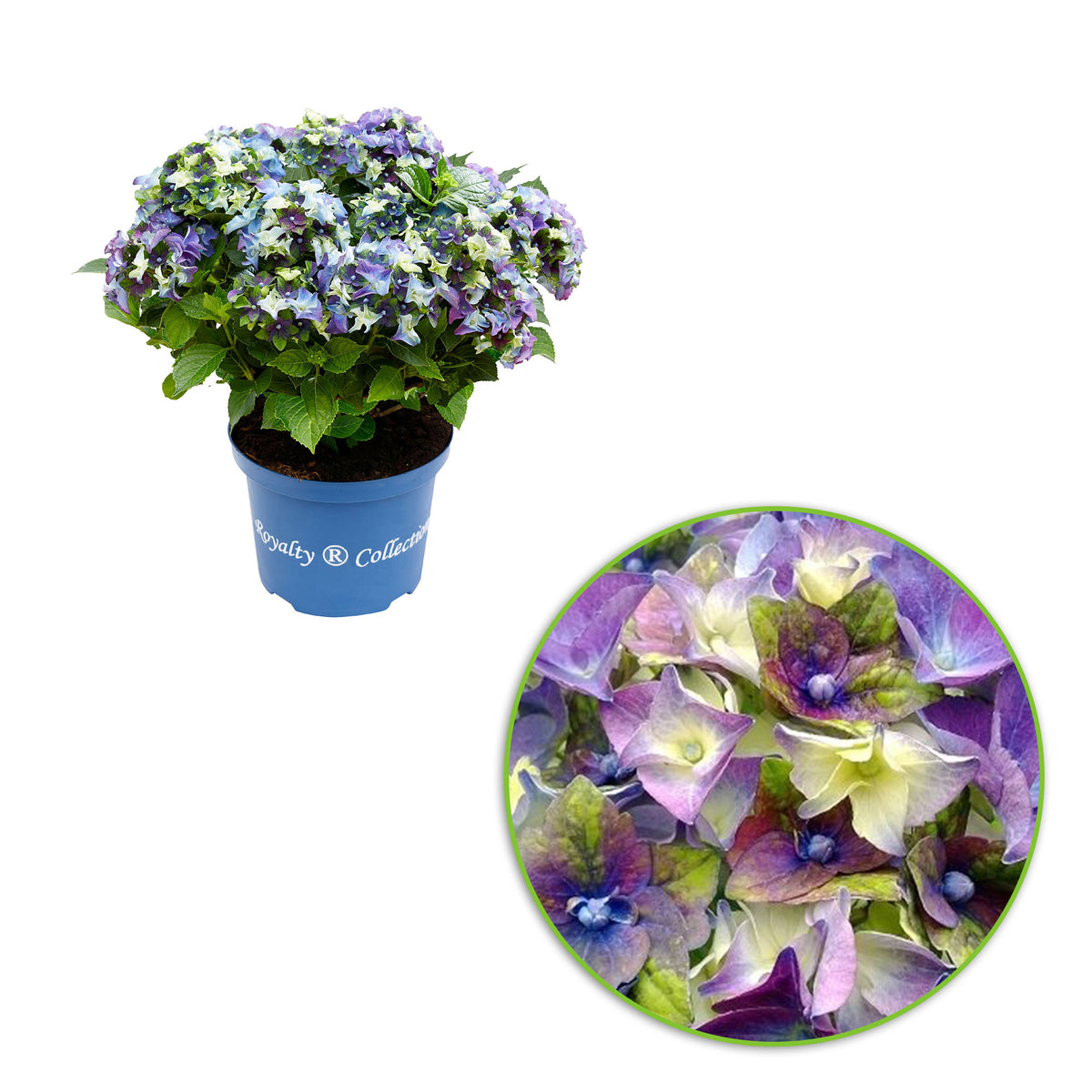Bigleaf hydrangea Hydrangea 'Royalty Lady Mata Hari' Blue - Hardy plant