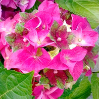 Bigleaf hydrangea Hydrangea 'Royalty Lady Mata Hari' Pink - Hardy plant