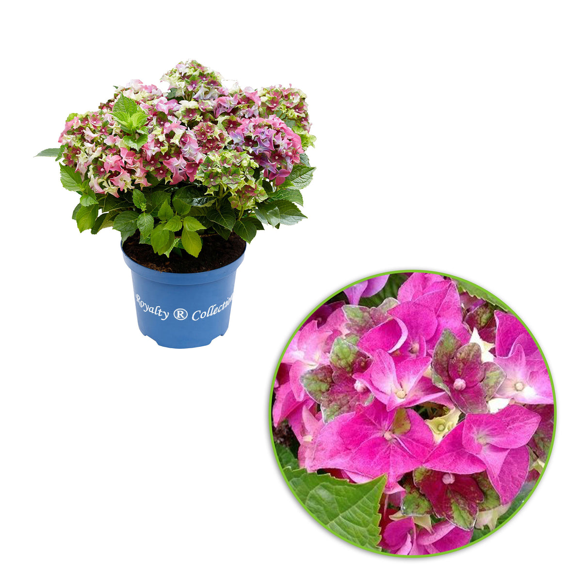 Bigleaf hydrangea Hydrangea 'Royalty Lady Mata Hari' Pink - Hardy plant