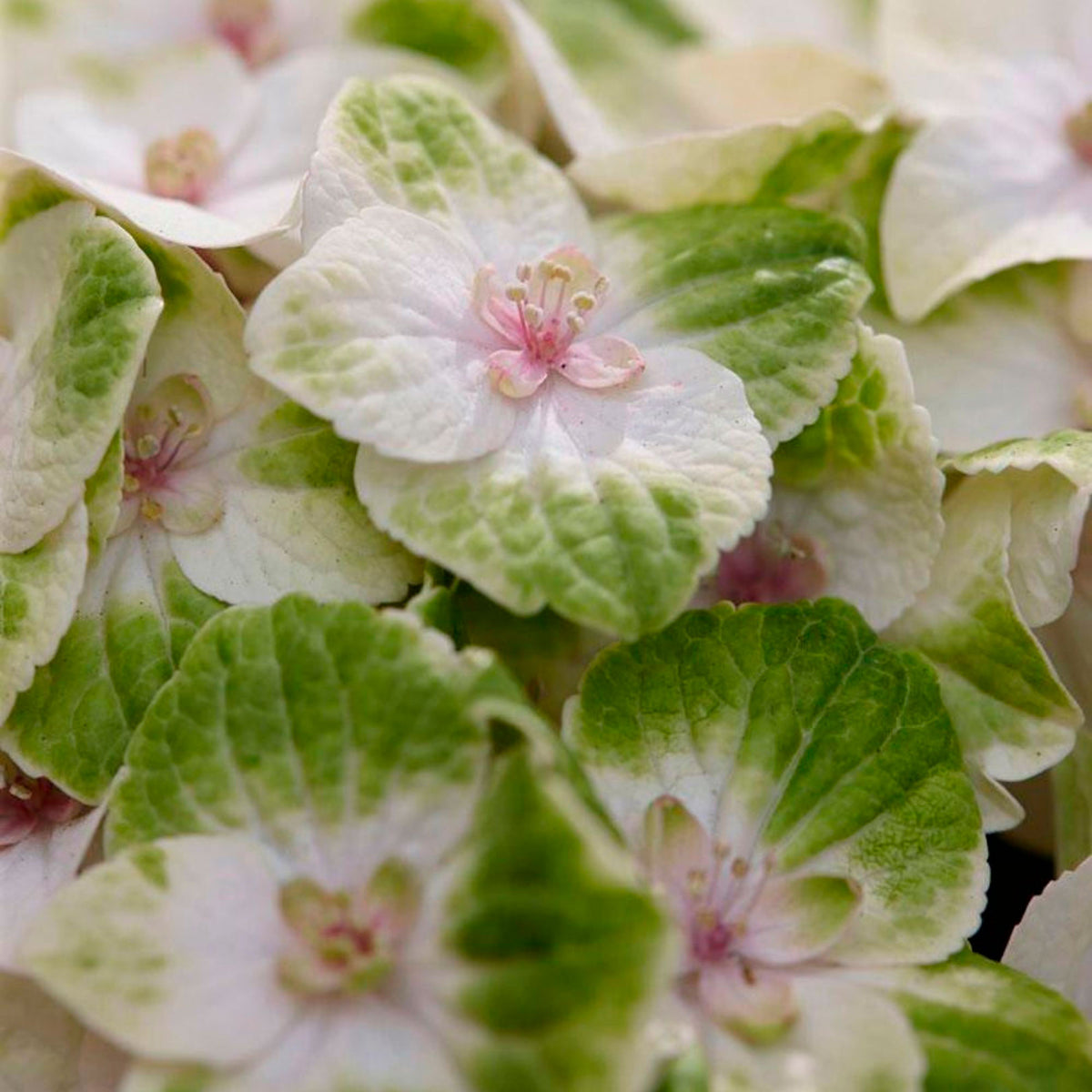 Bigleaf hydrangea Hydrangea 'Noblesse' White-Green - Hardy plant