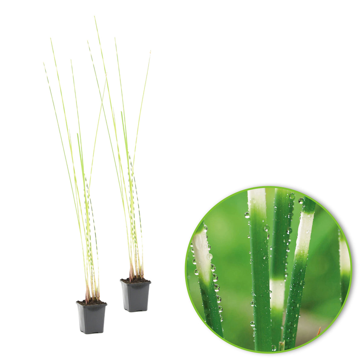 Umbrella plant Cyperus alternifolius - Marsh plant, waterside plant