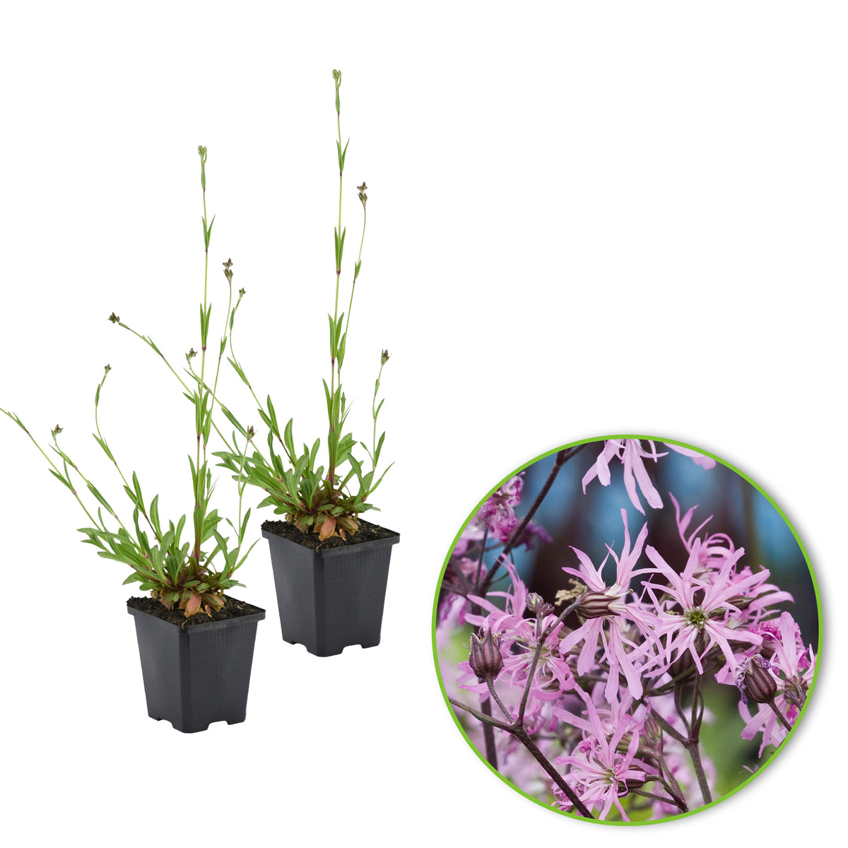 Ragged robin Lychnis flos-cuculi pink - Marsh plant, waterside plant