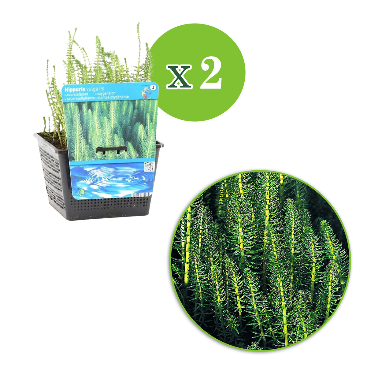 Mare's tail Hippuris vulgaris - Waterside plant