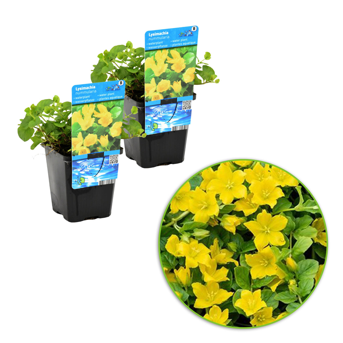 Moneywort Lysimachia nummularia yellow - Marsh plant, waterside plant