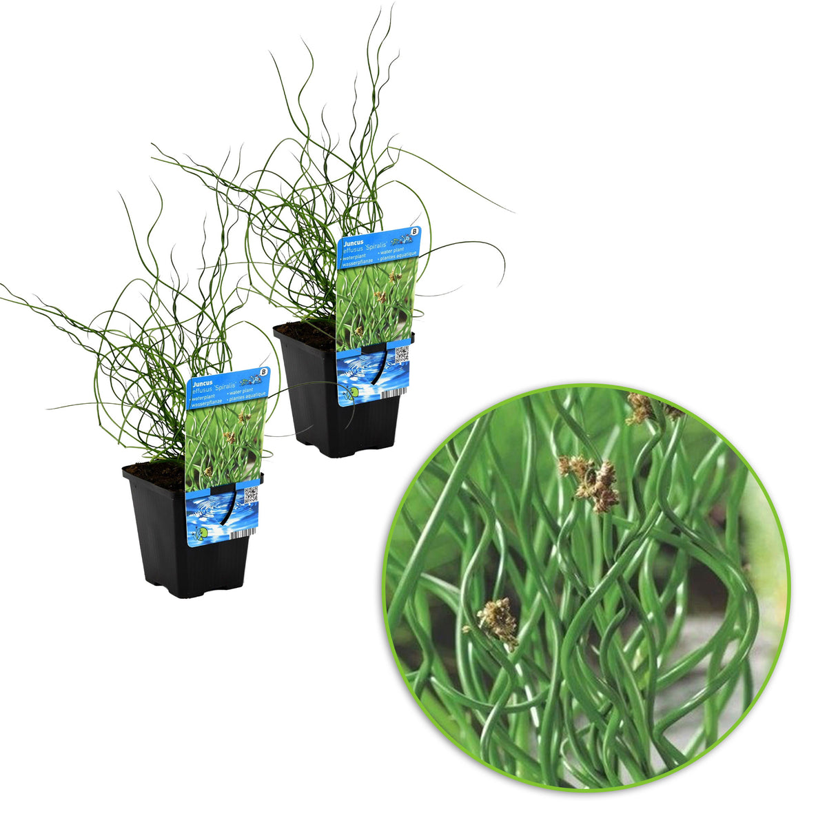 Corkscrew rush Juncus 'Spiralis' - Waterside plant