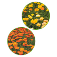 Marigold package Calendula 'Gleaming gold' yellow-orange 5.5 m² - Flower seeds