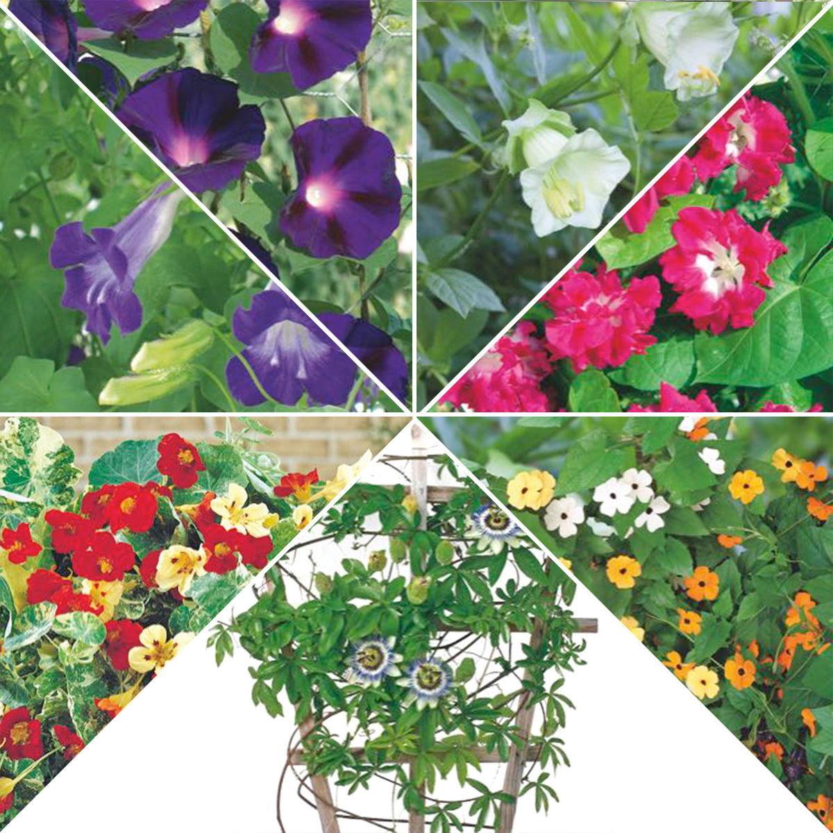 Climbing flowers package 'Heavenly heights' 42 m² - Flower seeds