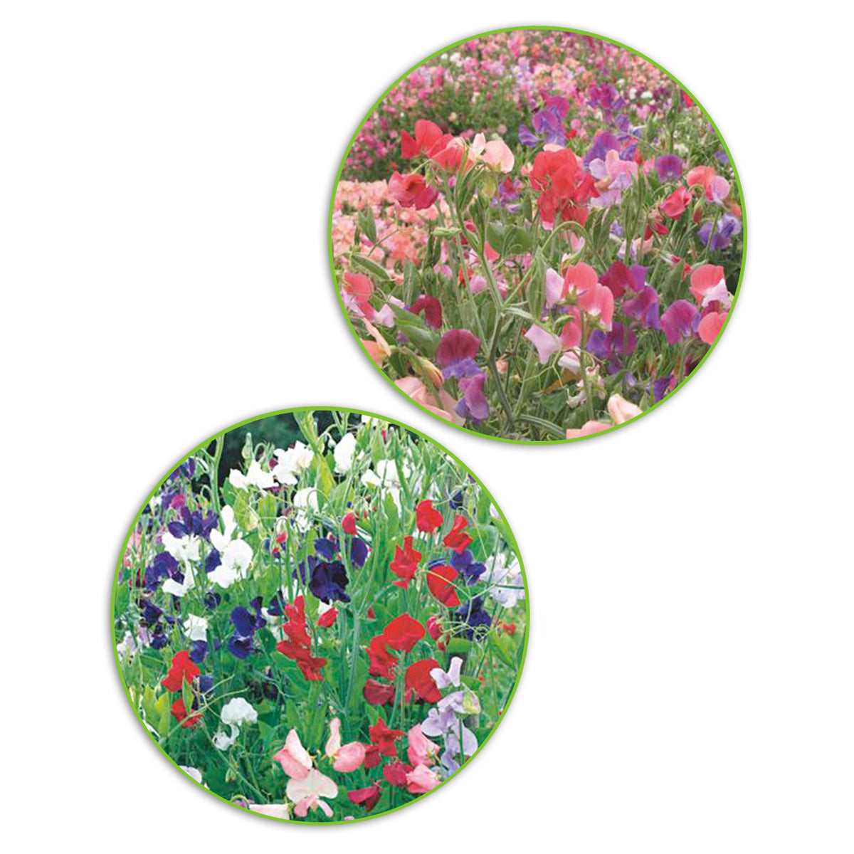 Sweet peas package Lathyrus 'Compelling colours' - Organic 3 m² - Flower seeds