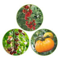 Tomato package Solanum 'Punchy pomodori' 7 m² - Vegetable seeds