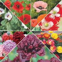 Poppy package 'Poppy pleasure' 16 m² - Flower seeds