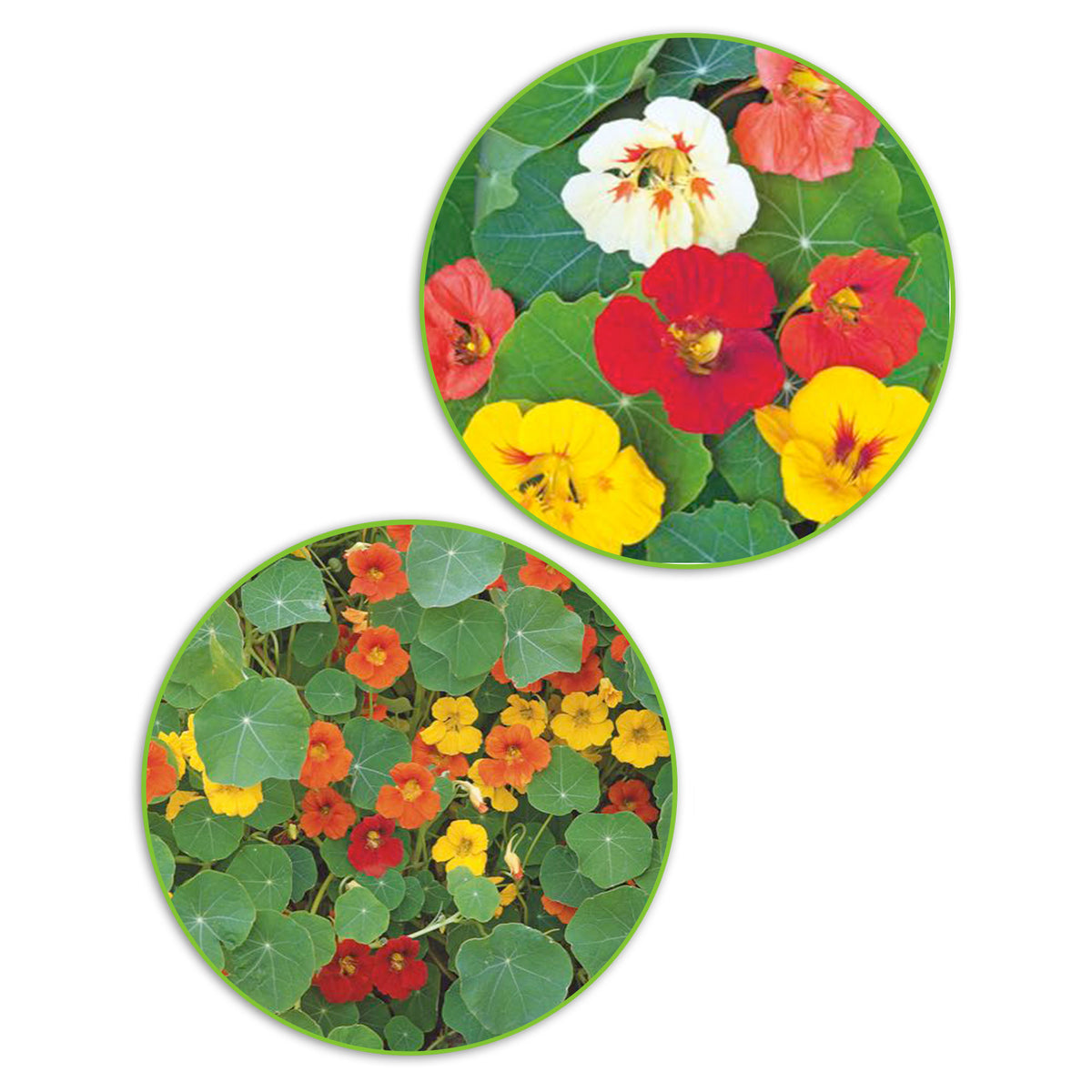 Nasturtium package Tropaeolum 'Bountiful blooms' 6 m² - Flower seeds