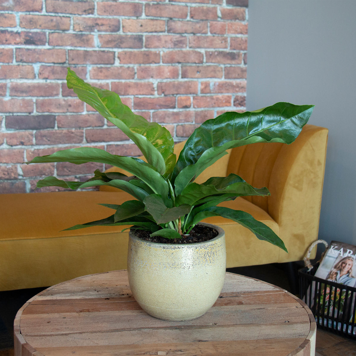 Foliage Anthurium 'Karma Urban' Green