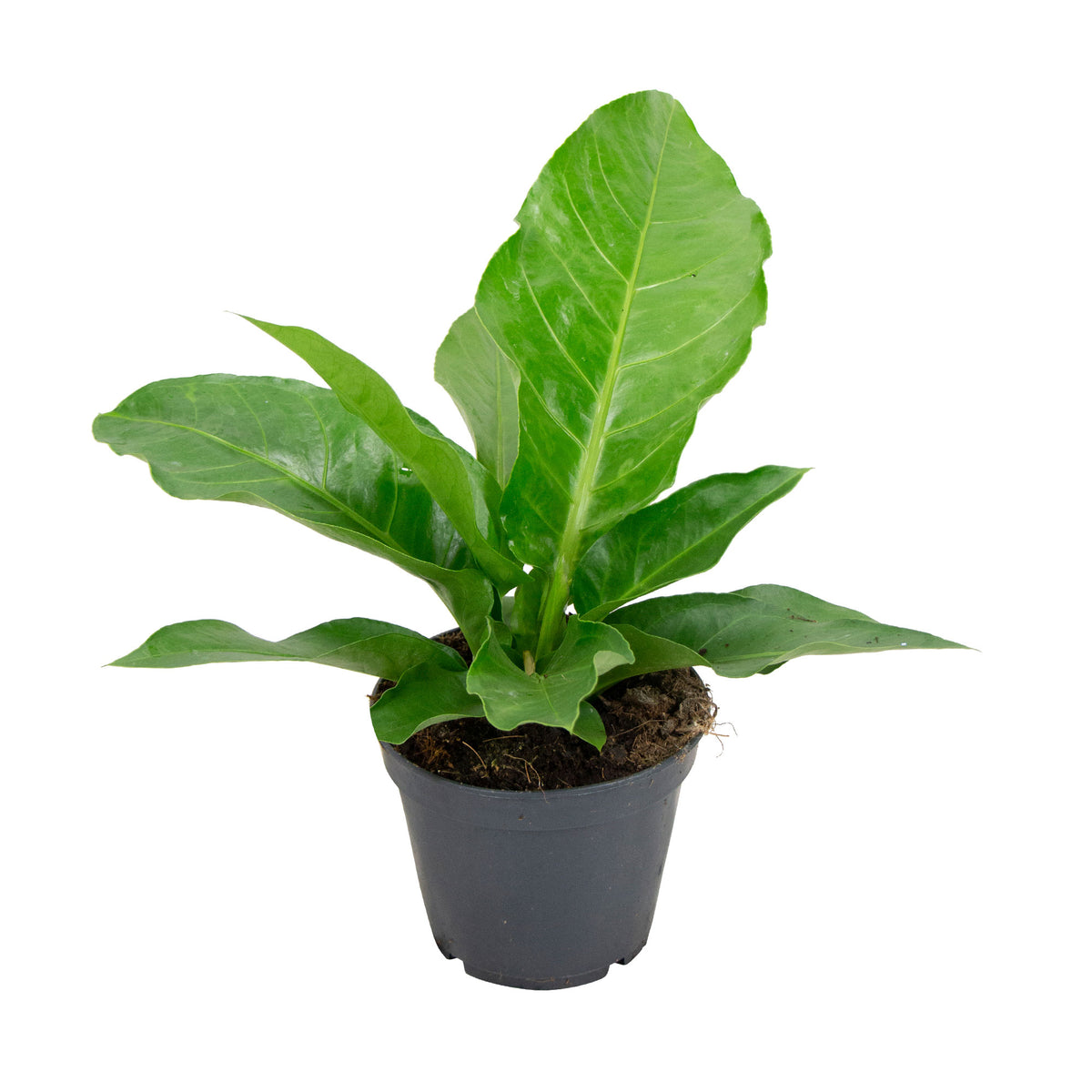 Foliage Anthurium 'Karma Urban' Green