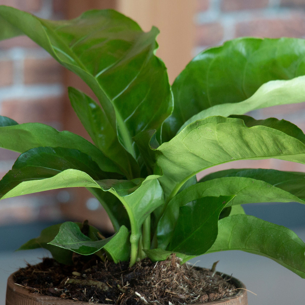 Foliage Anthurium 'Karma Urban' Green