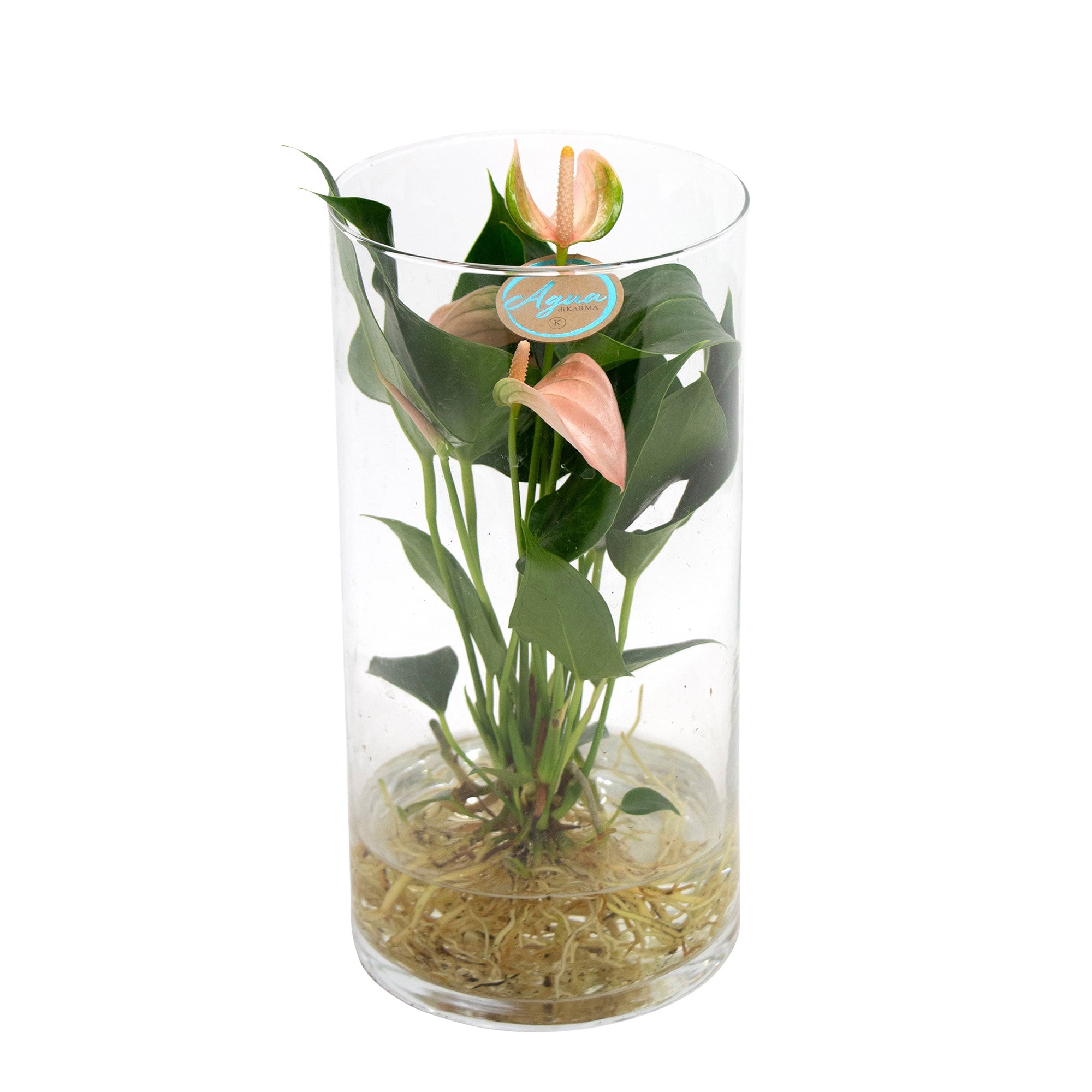 Buy house plants now Flamingo plant Anthurium 'Joli Peach' Salmon Pink  incl. decorative glass pot - Hydrophonics