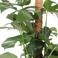 Swiss cheese plant Monstera pertusum XL green including moss pole