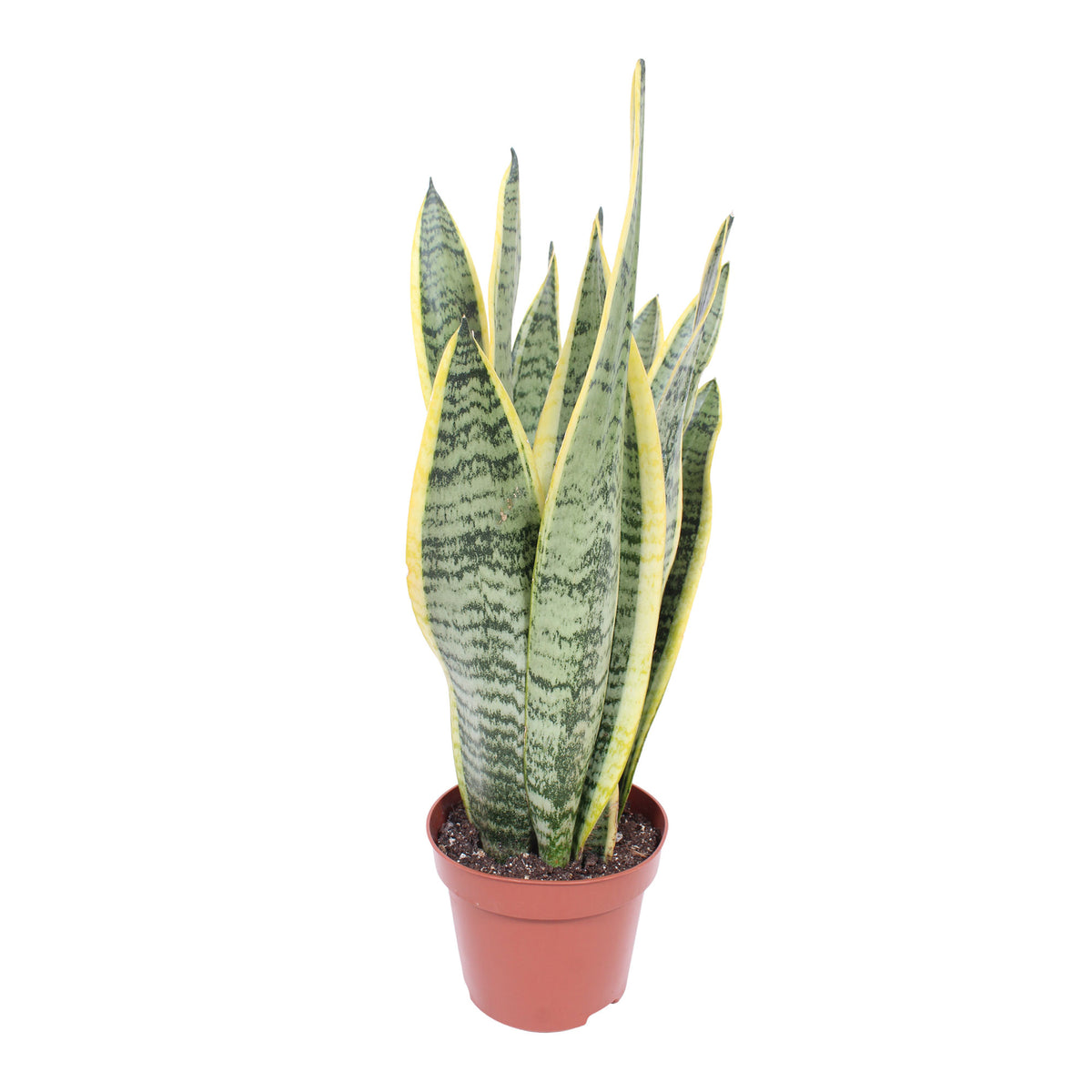Snake plant Sansevieria 'Laurentii'