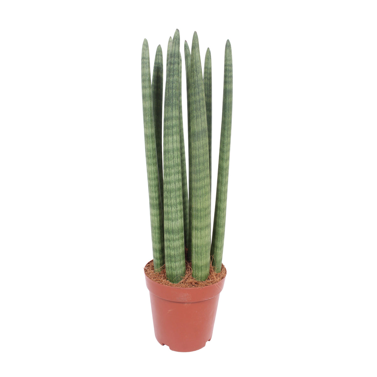 Snake plant Sansevieria 'Straight'