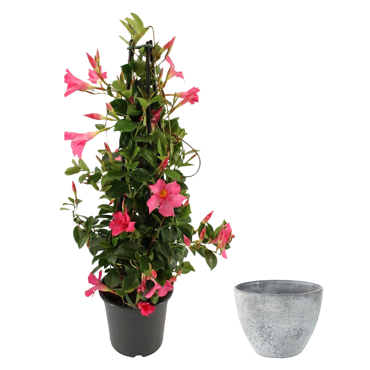 Chilean jasmine Mandevilla piramide pink including decorative grey pot