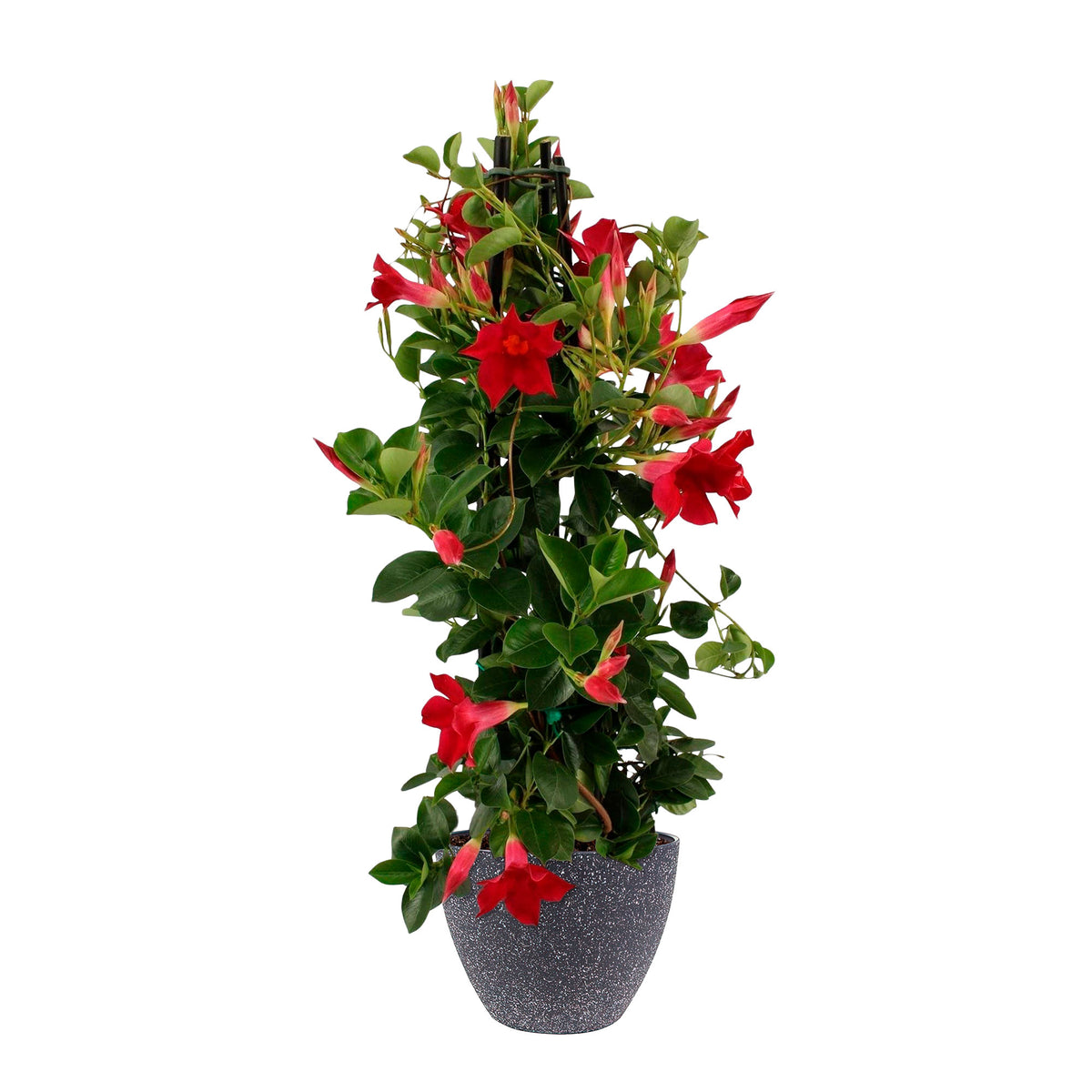 Chilean jasmine Mandevilla piramide red including decorative TS black pot