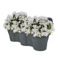 3x Bellflower Campanula 'White' white incl. balcony planter anthracite