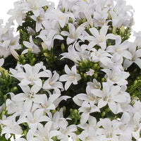 3x Bellflower Campanula 'White' white incl. balcony planter anthracite