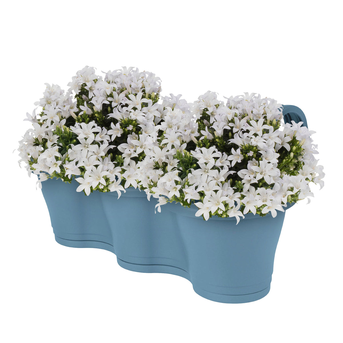 3x Bellflower Campanula 'White' white incl. balcony planter blue