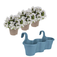 3x Bellflower Campanula 'White' white incl. balcony planter blue