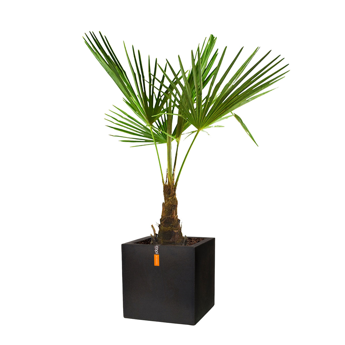 Chinese Windmill Palm Trachycarpus fortunei including decorative black pot