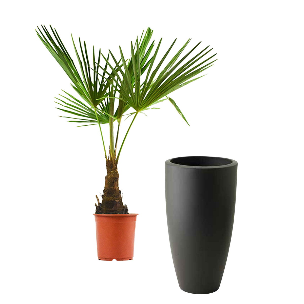 Chinese Windmill Palm Trachycarpus fortunei including decorative anthracite pot