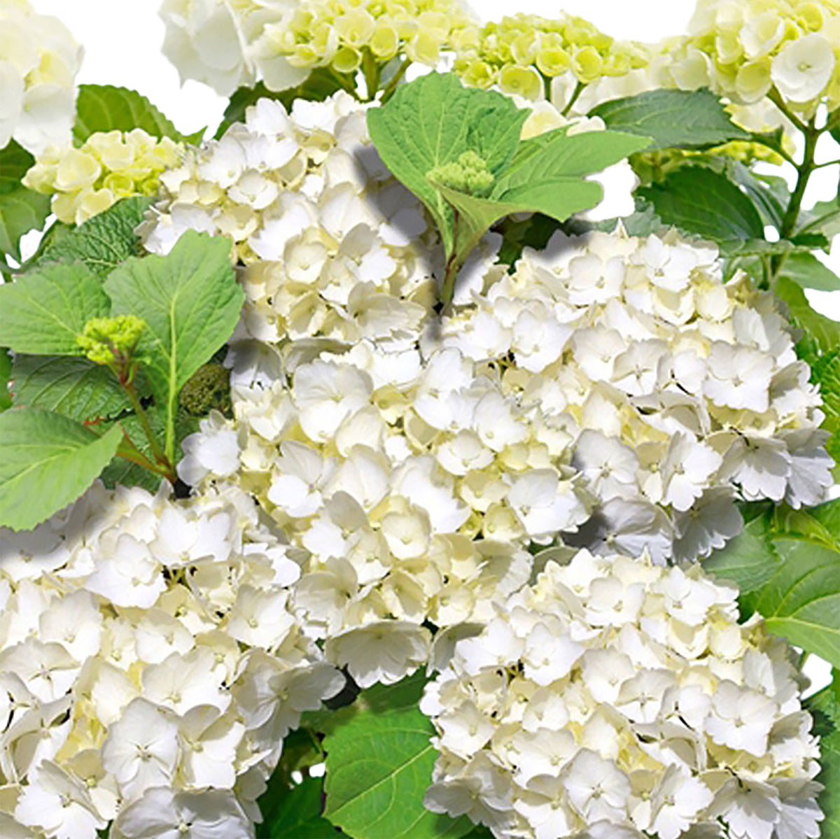 Bigleaf hydrangea Hydrangea macrophylla White incl. decorative pot - Hardy plant