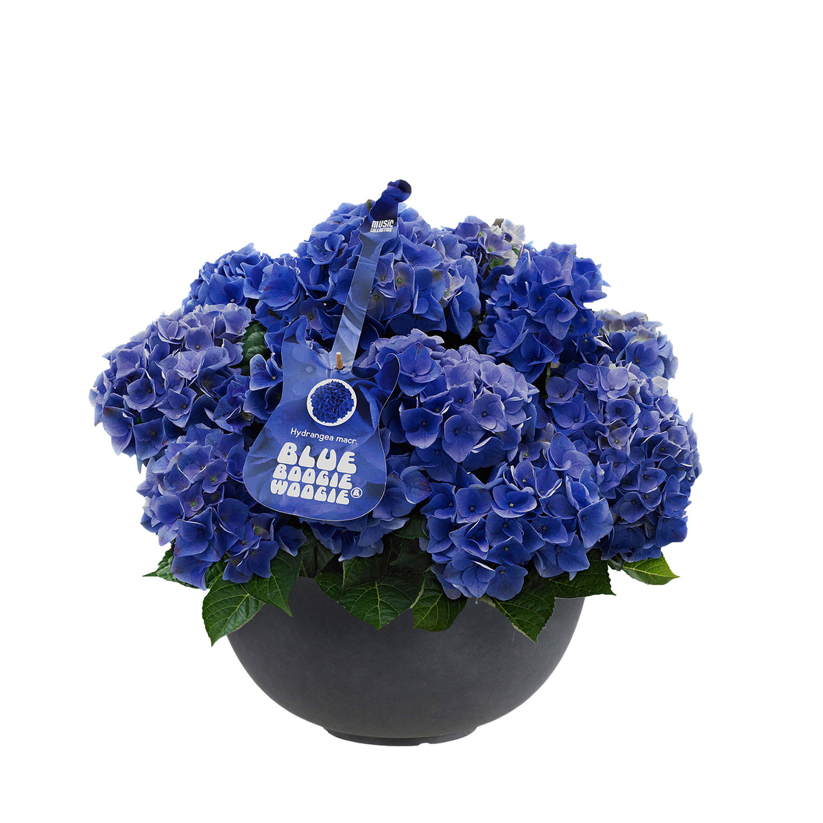 Bigleaf hydrangea Hydrangea 'Blue Boogiewoogie'® Blue incl. anthracite bowl