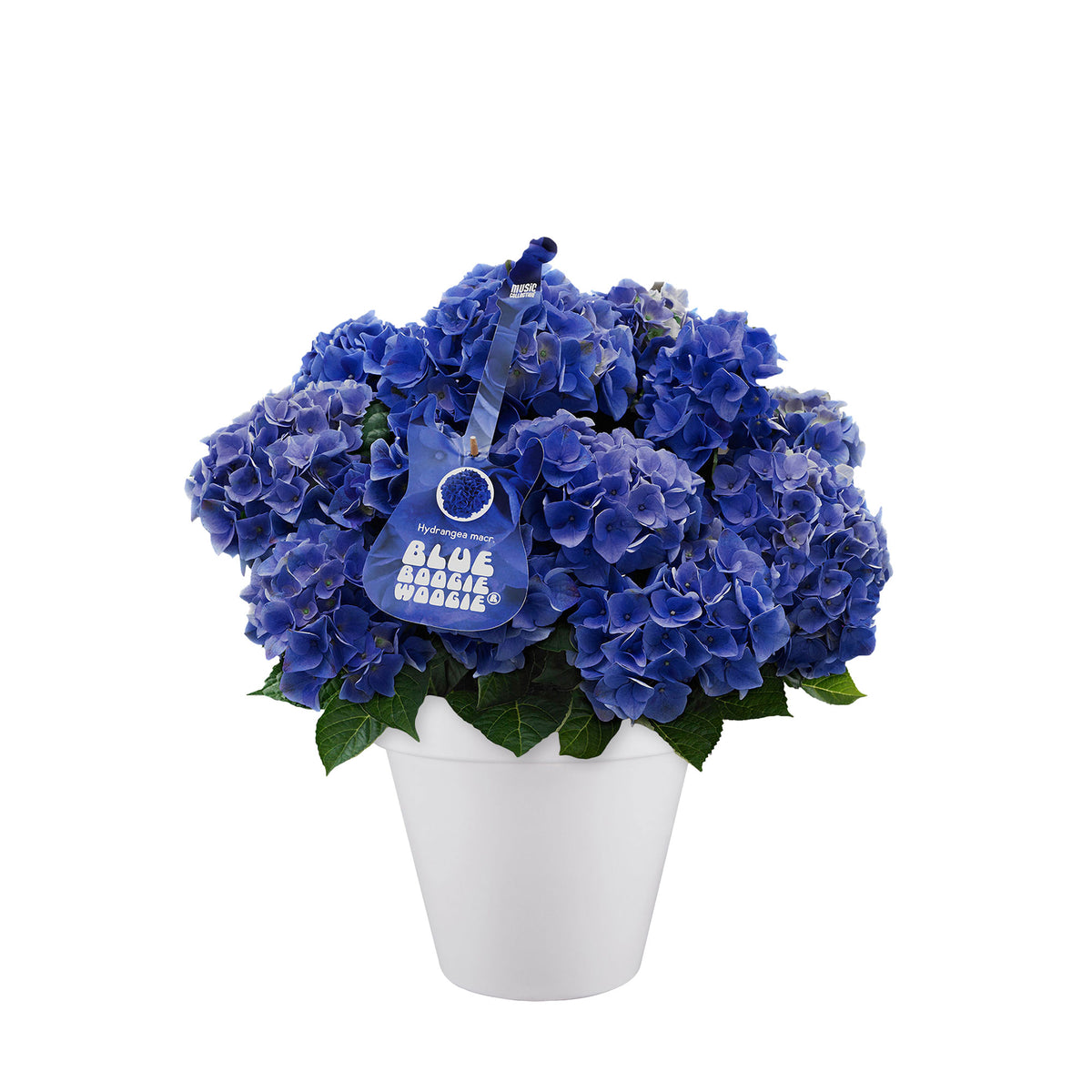 Hydrangea 'Blue Boogiewoogie' blue including decorative white pot