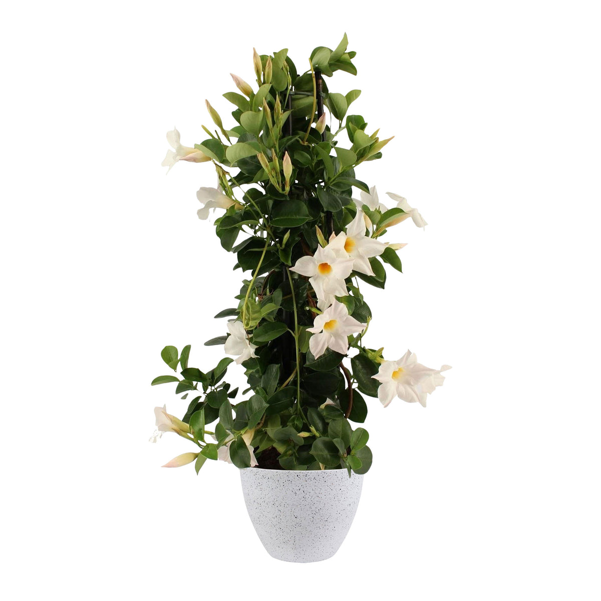 Chilean jasmine Mandevilla piramide white including decorative white pot