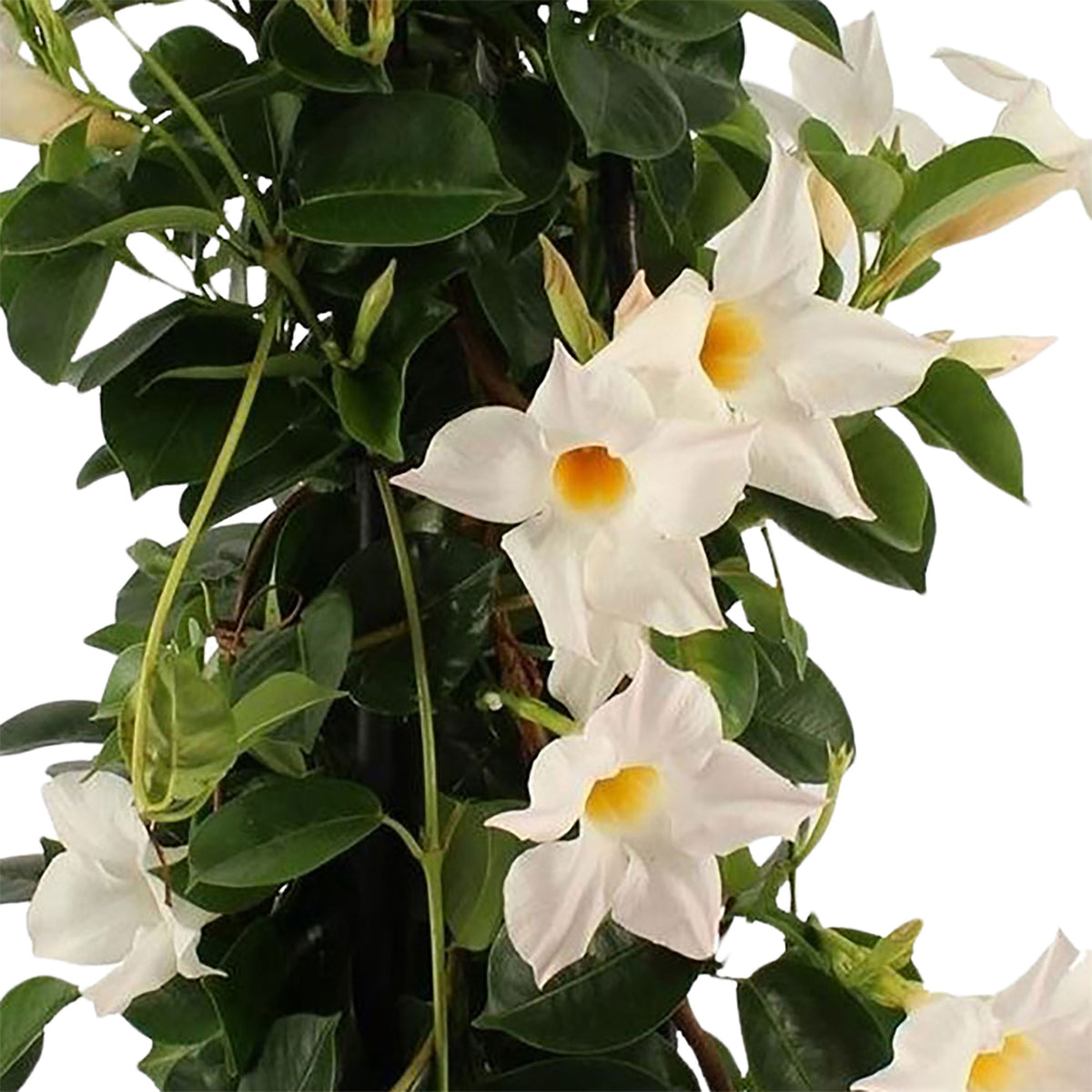 Chilean jasmine Mandevilla piramide white including decorative white pot