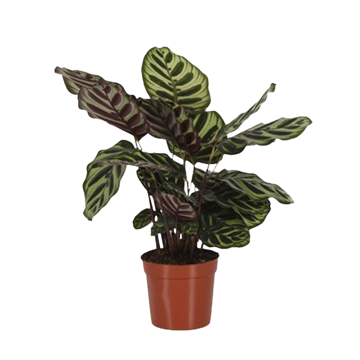 Peacock Plant Calathea makoyana