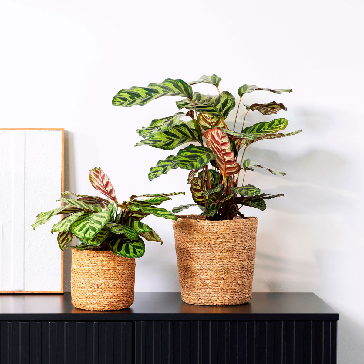 Peacock Plant Calathea makoyana