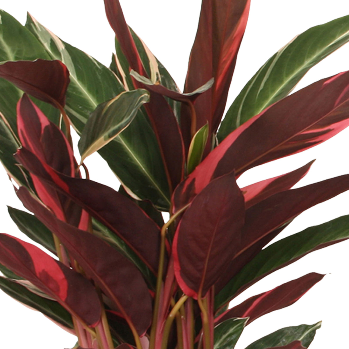 Calathea Stromanthe 'Triostar'