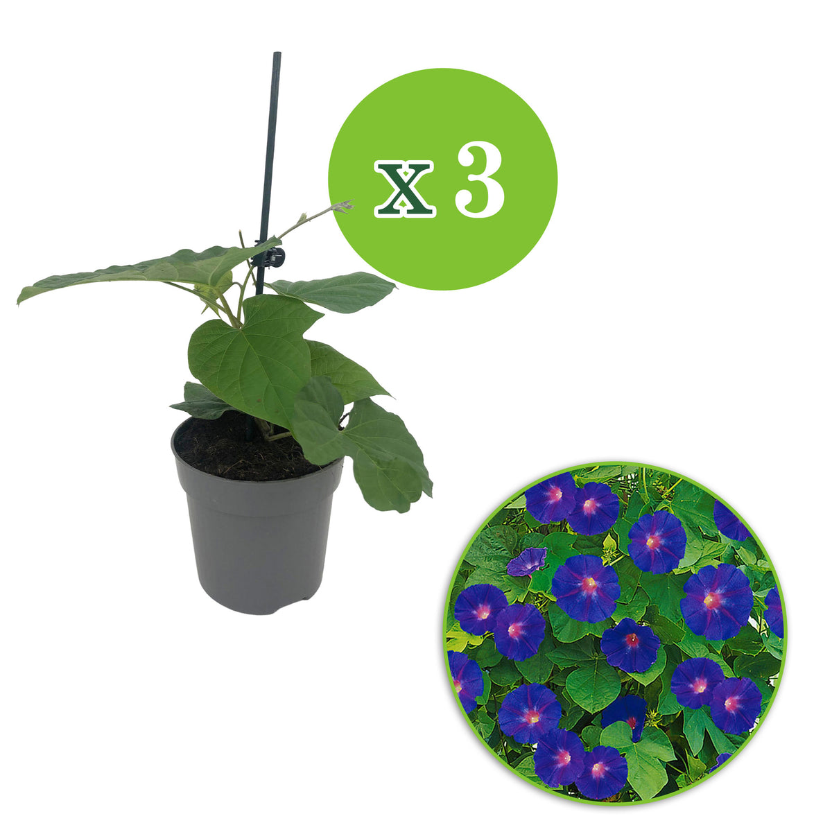 Morning glory Ipomoea purpurea purple