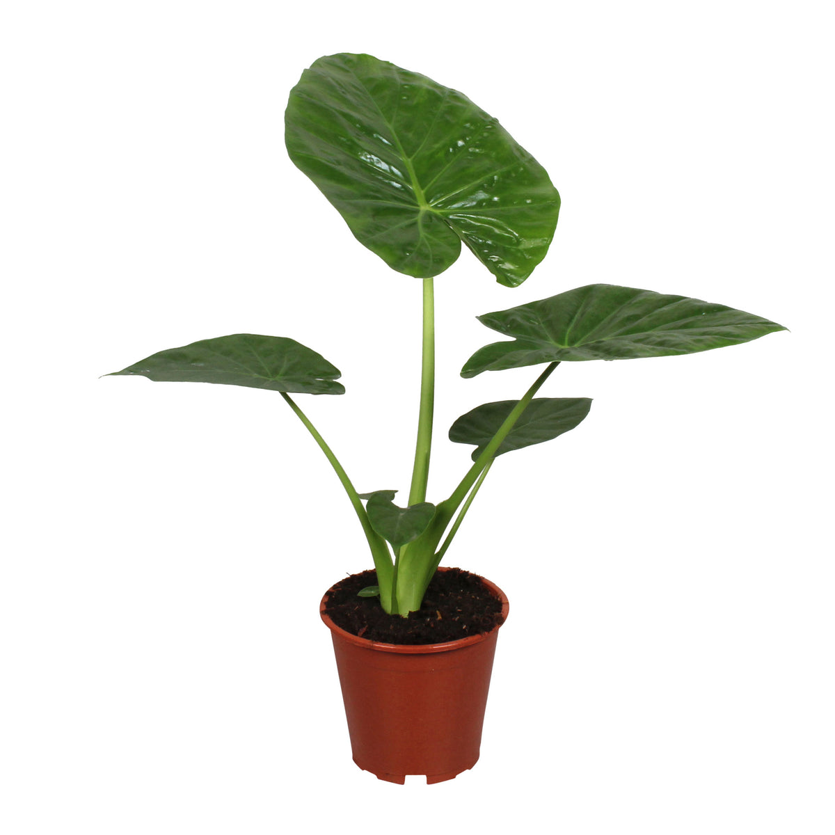 Elephant's ear Alocasia macrorrhizos
