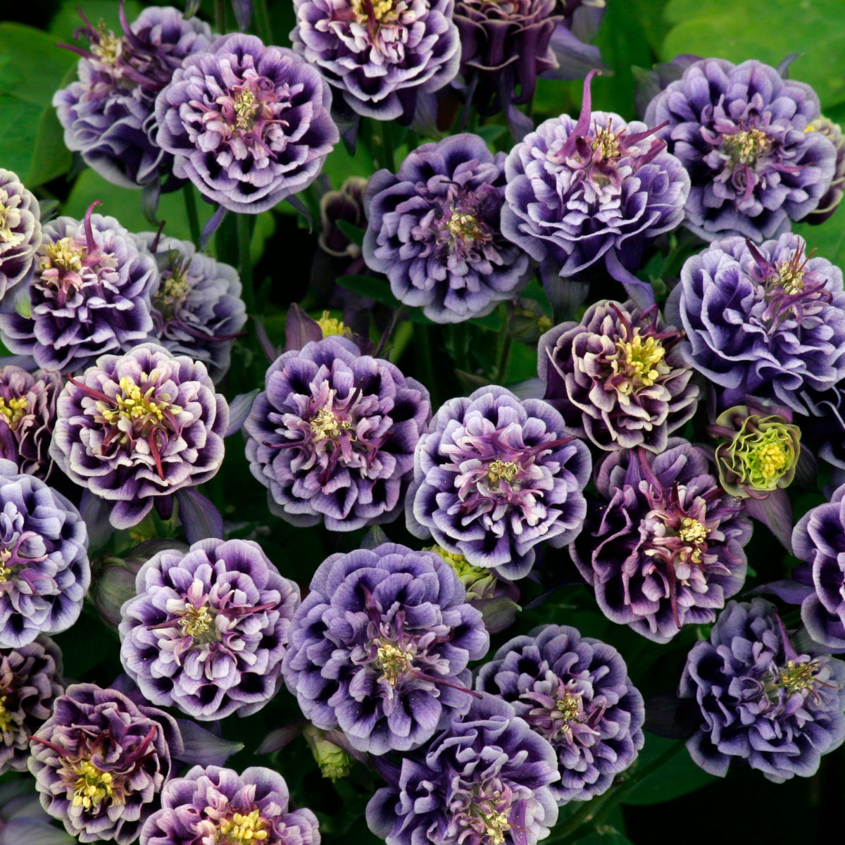 6x Aquilegia 'Winky' Blue-White - Hardy plant
